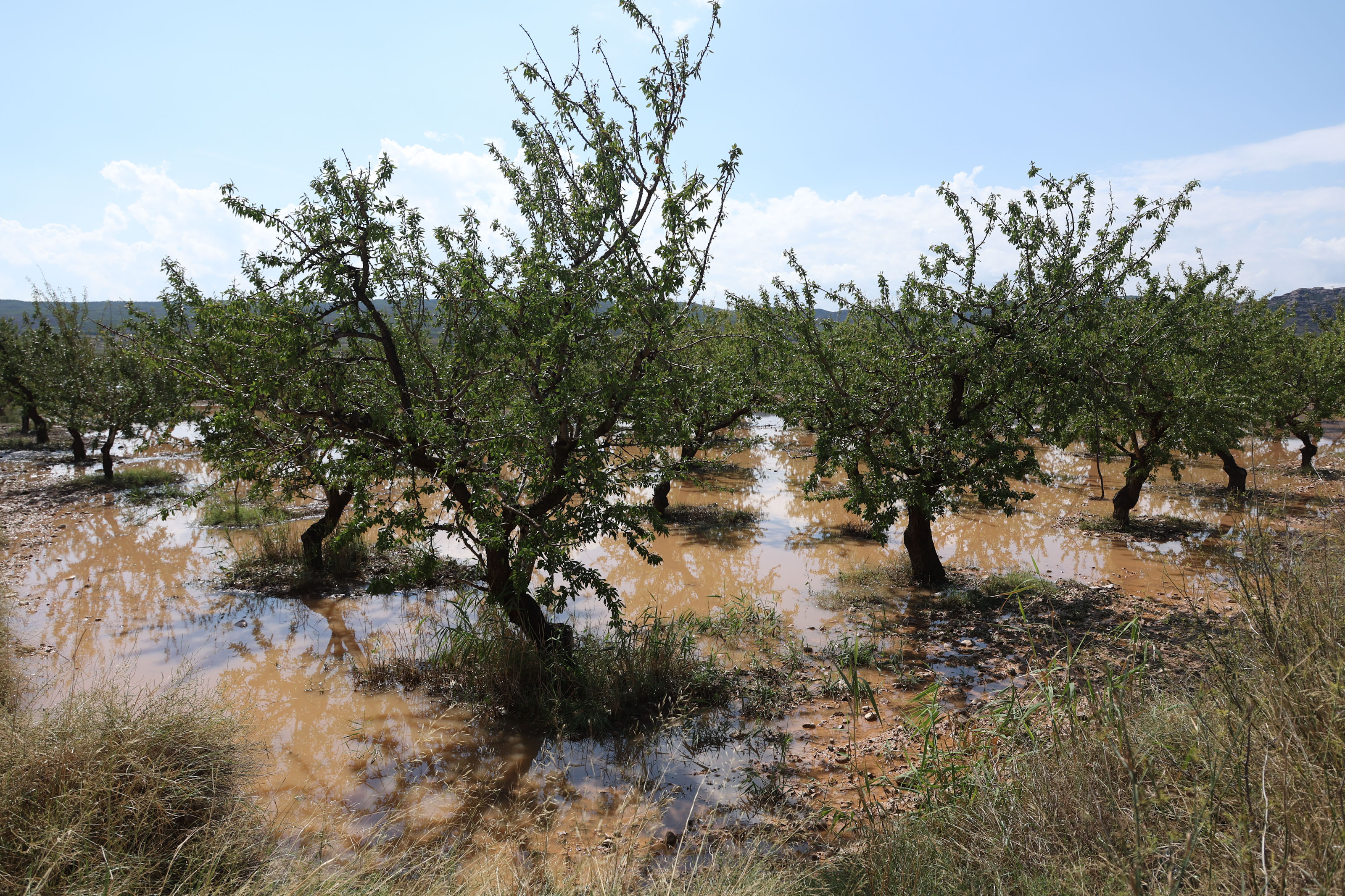 Árboles afectados por una tormenta, con la tierra cubierta de agua. 